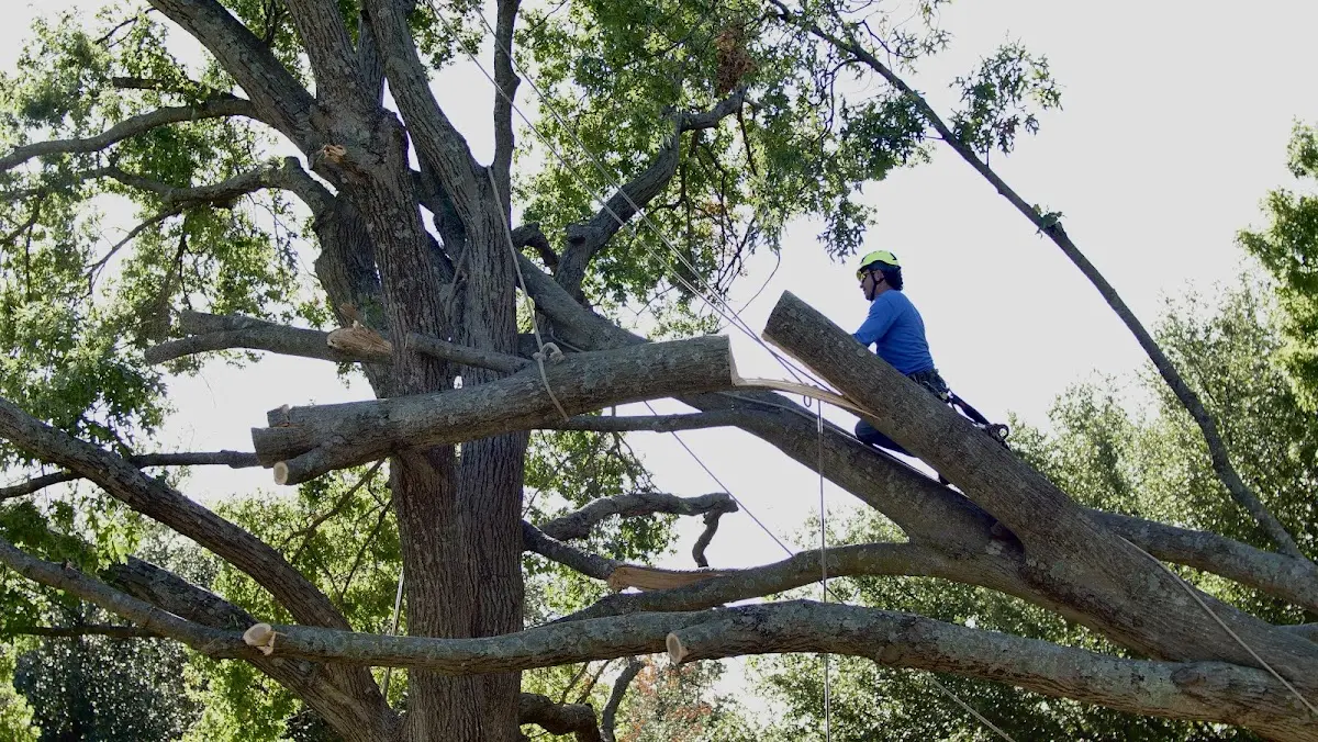 Professional Crown Thinning performed by certified arborists in New Hartford